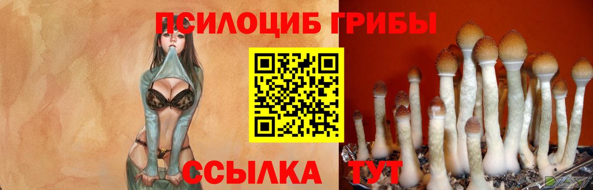 Галлюциногенные грибы Magic Shrooms  Вход с VPN  Псилоцибиновые грибы GOLDEN TEACHER  как найти наркотики  Истра 